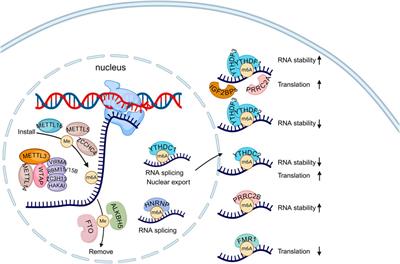 Combating cancer stem cells: RNA m6A methylation and small-molecule drug discovery